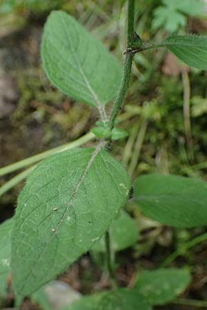 Clinopodium vulgare \ Wirbeldost / Wild Basil, A St. Gallen im Gesäuse 2.7.2024
