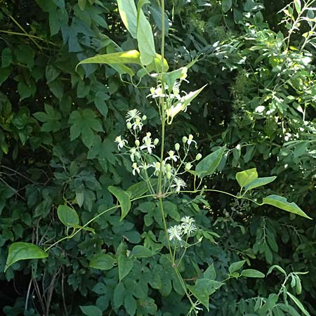 Clematis flammula \ Brennende Waldrebe, A Pyhra 12.8.2025