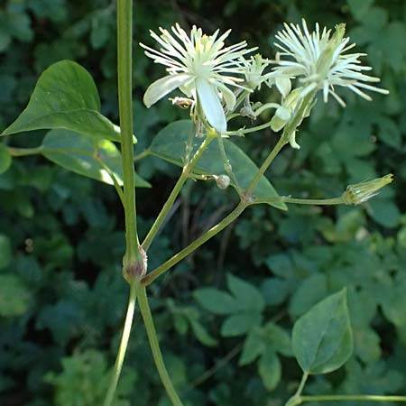 Clematis flammula \ Brennende Waldrebe, A Pyhra 12.8.2025