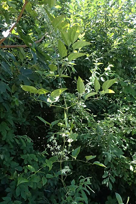 Clematis flammula \ Brennende Waldrebe, A Pyhra 12.8.2025