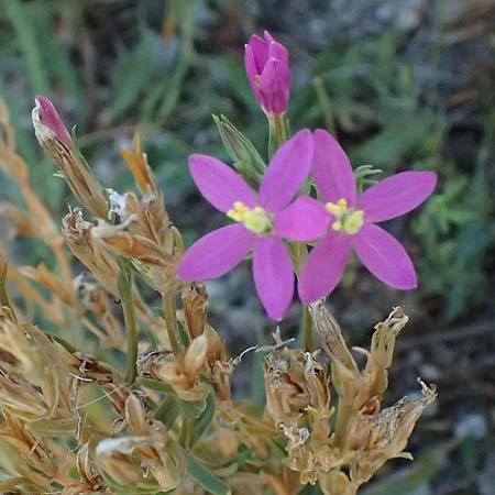 Centaurium littorale \ Strand-Tausendg�ldenkraut / Seaside Centaury, A Seewinkel, Apetlon 13.8.2025
