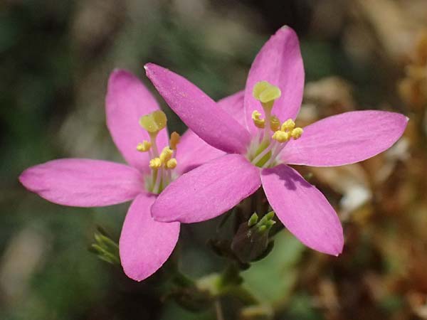 Centaurium littorale \ Strand-Tausendg�ldenkraut / Seaside Centaury, A Seewinkel, Apetlon 13.8.2025