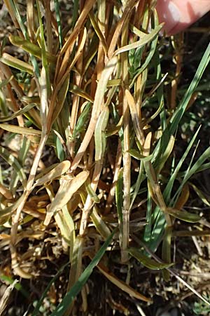 Centaurium littorale \ Strand-Tausendg�ldenkraut / Seaside Centaury, A Seewinkel, Apetlon 13.8.2025