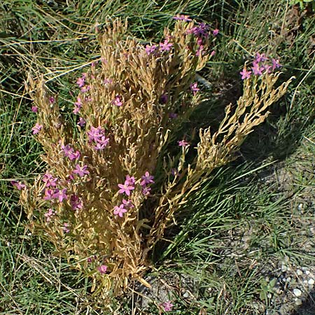 Centaurium littorale \ Strand-Tausendg�ldenkraut / Seaside Centaury, A Seewinkel, Apetlon 13.8.2025