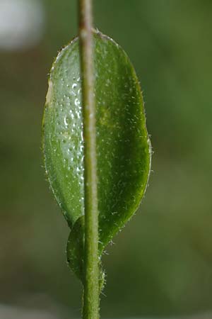Arabidopsis halleri subsp. ovirensis \ Karawanken-Schaumkresse, Obir-Schaumkresse, A Kärnten, Koralpe 5.7.2023