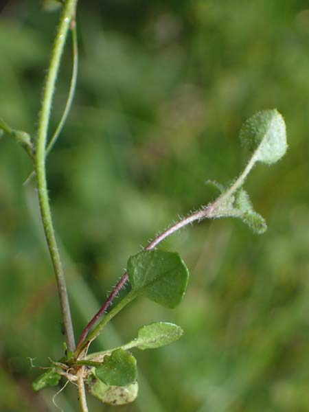 Arabidopsis halleri subsp. ovirensis \ Karawanken-Schaumkresse, Obir-Schaumkresse, A Kärnten, Koralpe 5.7.2023