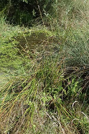Carex otrubae \ Hain-Segge, Falsche Fuchs-Segge / False Fox Sedge, A Staatz 12.8.2025