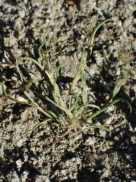 Coleanthus subtilis \ Scheidenbl�tgras / Mud Grass, A Zwettl 14.8.2026