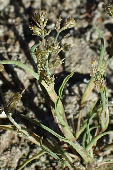 Coleanthus subtilis \ Scheidenbl�tgras / Mud Grass, A Zwettl 14.8.2026