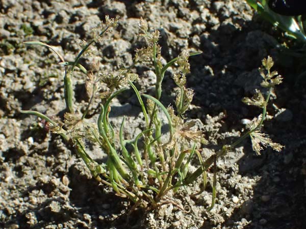 Coleanthus subtilis \ Scheidenbl�tgras / Mud Grass, A Zwettl 14.8.2026