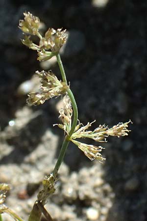 Coleanthus subtilis \ Scheidenbl�tgras / Mud Grass, A Zwettl 14.8.2026