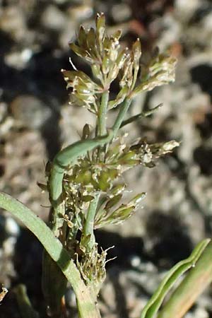 Coleanthus subtilis \ Scheidenbl�tgras / Mud Grass, A Zwettl 14.8.2026