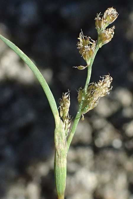Coleanthus subtilis \ Scheidenbl�tgras / Mud Grass, A Zwettl 14.8.2026