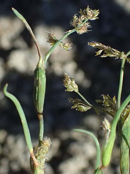 Coleanthus subtilis \ Scheidenbl�tgras / Mud Grass, A Zwettl 14.8.2026