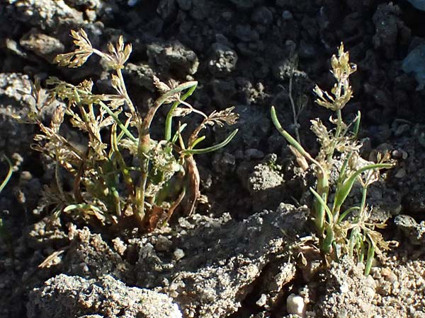 Coleanthus subtilis \ Scheidenbl�tgras / Mud Grass, A Zwettl 14.8.2026