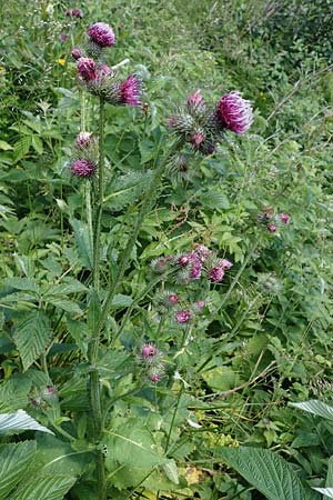 Carduus personata \ Kletten-Distel / Great Marsh Thistle, A K&auml;rnten/Carinthia, Koralpe 3.7.2022