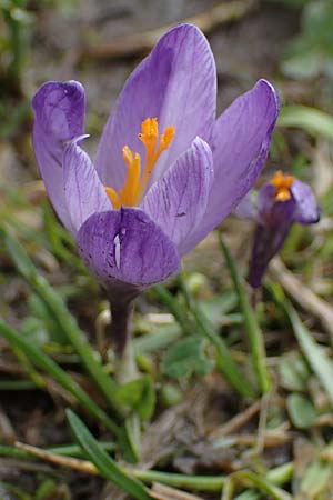 Crocus purpureus / Adriatic Crocus, A Gresten 1.4.2023