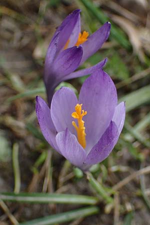 Crocus purpureus / Adriatic Crocus, A Gresten 1.4.2023