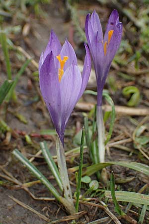Crocus purpureus / Adriatic Crocus, A Gresten 1.4.2023