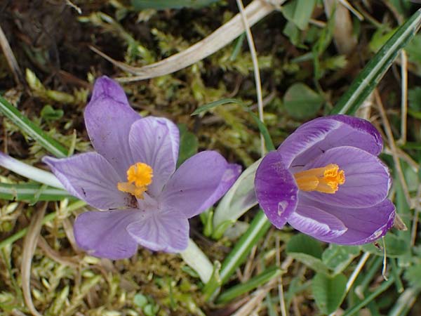 Crocus purpureus / Adriatic Crocus, A Gresten 1.4.2023