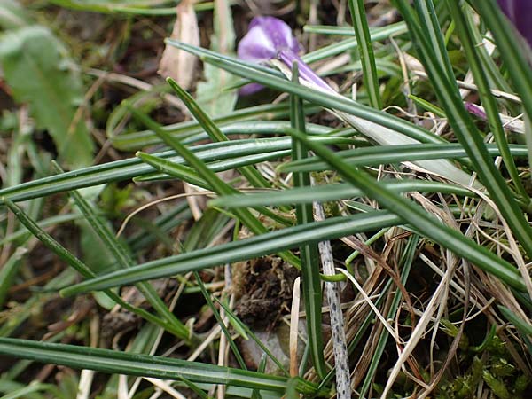 Crocus purpureus / Adriatic Crocus, A Gresten 1.4.2023