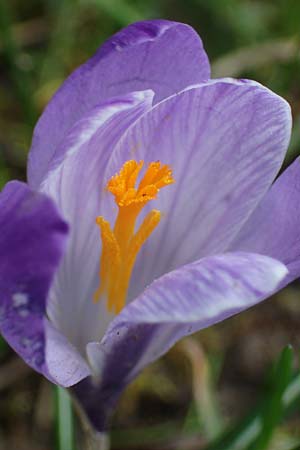 Crocus purpureus / Adriatic Crocus, A Gresten 1.4.2023