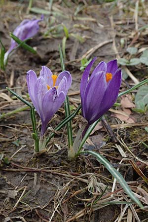 Crocus purpureus / Adriatic Crocus, A Gresten 1.4.2023