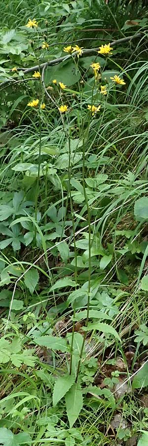 Crepis paludosa \ Sumpf-Pippau / Marsh Hawk's-Beard, A St. Gallen im Gesäuse 4.7.2024