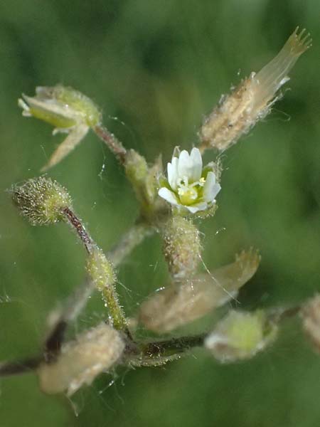 Cerastium pumilum \ Dunkles Hornkraut, A Wien 11.5.2025