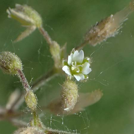 Cerastium pumilum \ Dunkles Hornkraut, A Wien 11.5.2025