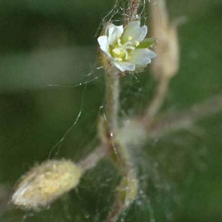 Cerastium pumilum \ Dunkles Hornkraut, A Wien 11.5.2025