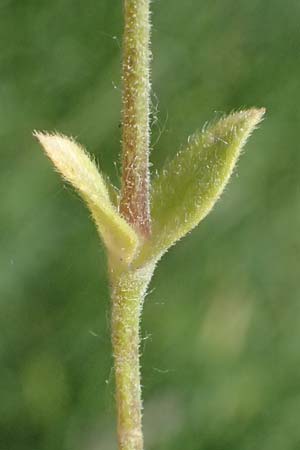 Cerastium pumilum \ Dunkles Hornkraut, A Wien 11.5.2025