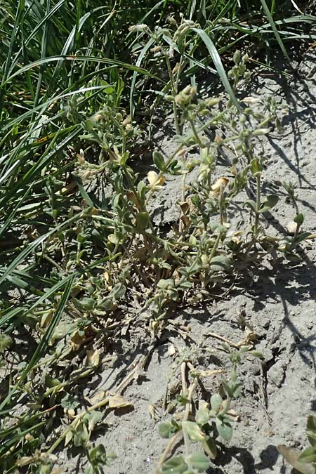 Cerastium pumilum \ Dunkles Hornkraut, A Wien 11.5.2025