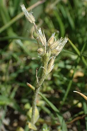 Cerastium pumilum \ Dunkles Hornkraut, A Wien 11.5.2025