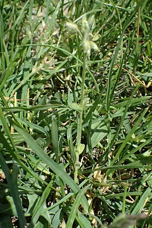 Cerastium pumilum \ Dunkles Hornkraut, A Wien 11.5.2025