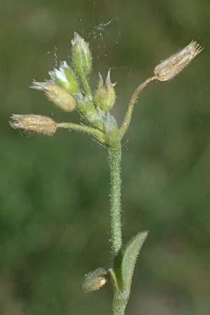 Cerastium pumilum \ Dunkles Hornkraut, A Wien 11.5.2025