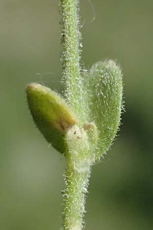 Cerastium pumilum \ Dunkles Hornkraut, A Wien 11.5.2025