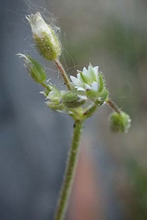 Cerastium pumilum \ Dunkles Hornkraut, A Wien 11.5.2025