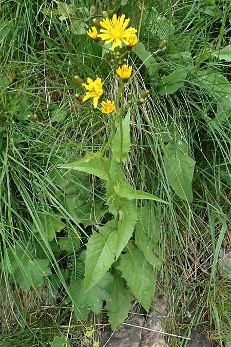 Crepis paludosa \ Sumpf-Pippau / Marsh Hawk's-Beard, A Felbertal, Hintersee 4.7.2025