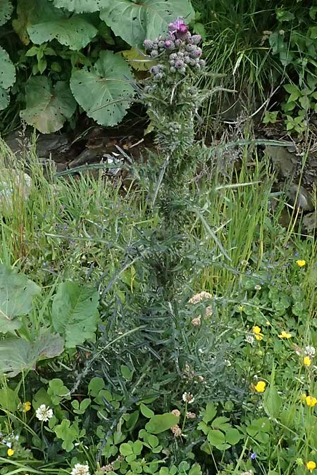 Cirsium palustre / Marsh Thistle, A Steyersberger Schwaig 14.6.2026