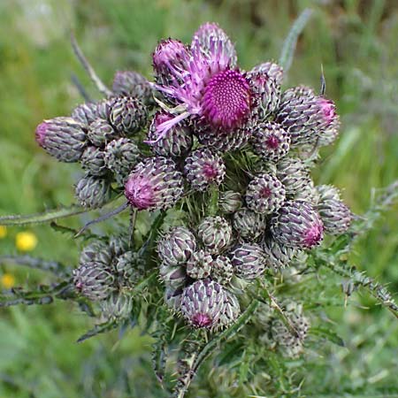 Cirsium palustre / Marsh Thistle, A Steyersberger Schwaig 14.6.2026