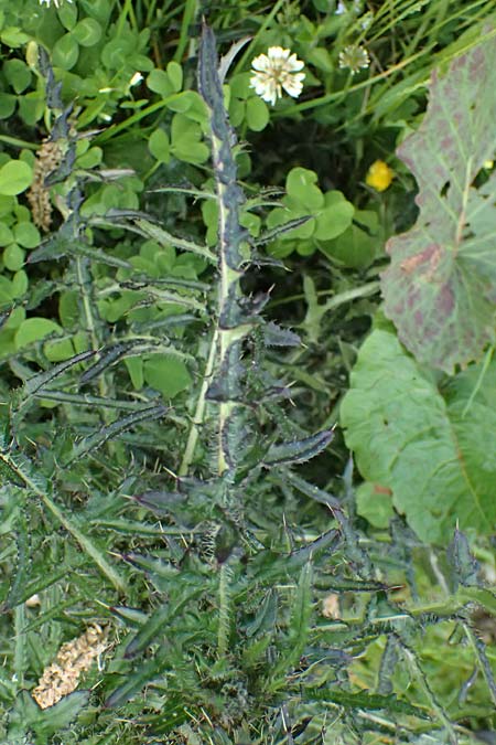 Cirsium palustre / Marsh Thistle, A Steyersberger Schwaig 14.6.2026