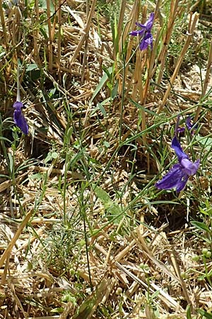 Delphinium consolida subsp. paniculatum \ Rispiger Acker-Rittersporn, A Weikersdorf am Steinfeld 2.7.2020