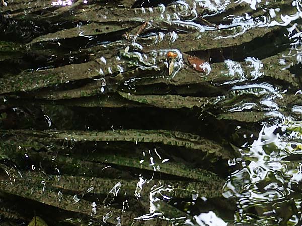 Cryptocoryne crispatula var. balansae \ Genoppter Wasserkelch, Grasblttriger Wasserkelch / Balansae's Cryptocoryne, Balansae's Waterfall Plant, A Villach-Warmbad 4.7.2022
