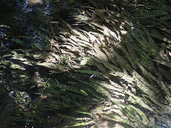 Cryptocoryne crispatula var. balansae \ Genoppter Wasserkelch, Grasblttriger Wasserkelch / Balansae's Cryptocoryne, Balansae's Waterfall Plant, A Villach-Warmbad 4.7.2022