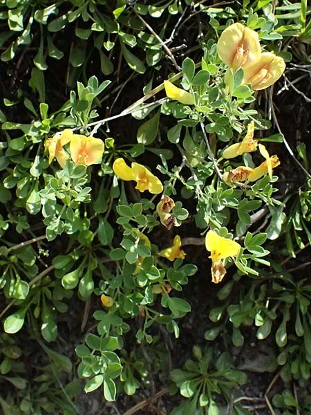 Cytisus ratisbonensis \ Regensburger Zwergginster / Regensburg Broom, A Bad Vöslau 12.5.2025