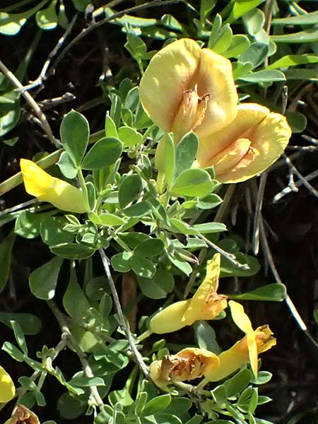 Cytisus ratisbonensis \ Regensburger Zwergginster / Regensburg Broom, A Bad Vöslau 12.5.2025