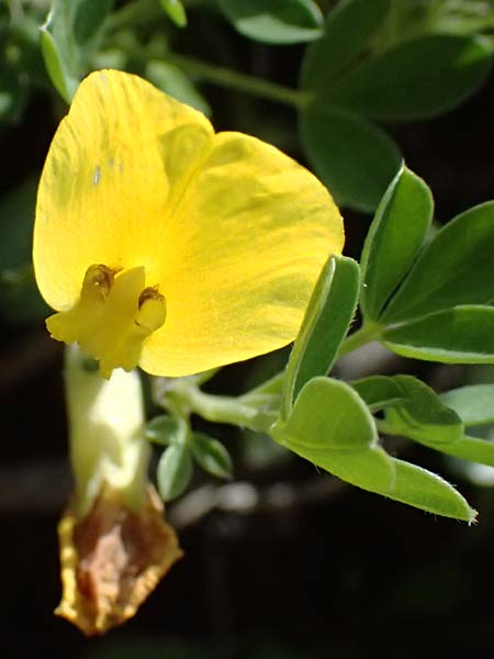 Cytisus ratisbonensis \ Regensburger Zwergginster / Regensburg Broom, A Bad Vöslau 12.5.2025