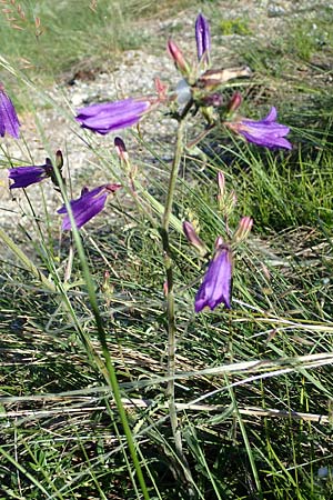 Campanula sibirica \ Sibirische Glockenblume / Siberian Bellflower, A Hainburg 10.5.2025