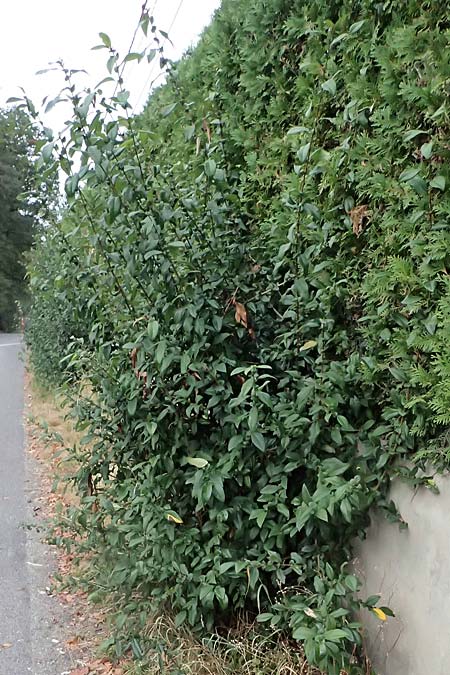 Chaenomeles x superba \ Japanische x Chinesische Zierquitte / Superb Quince, A Graz 18.8.2026